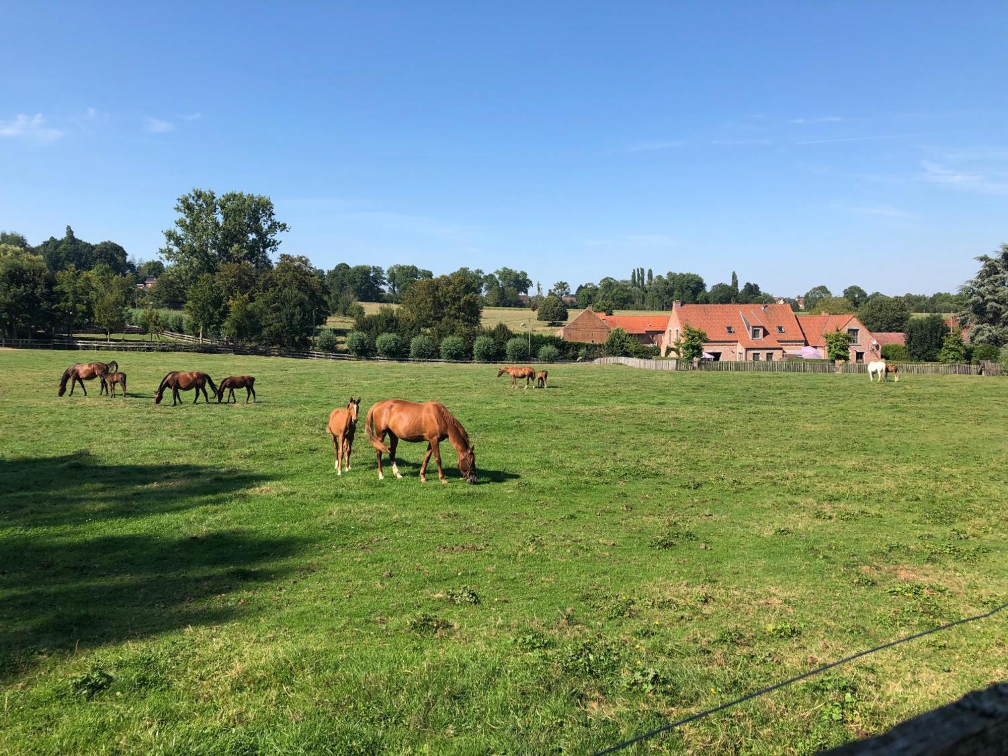 Au Coeur Des Collines, Gloriette Villa Ellezelles Eksteriør billede