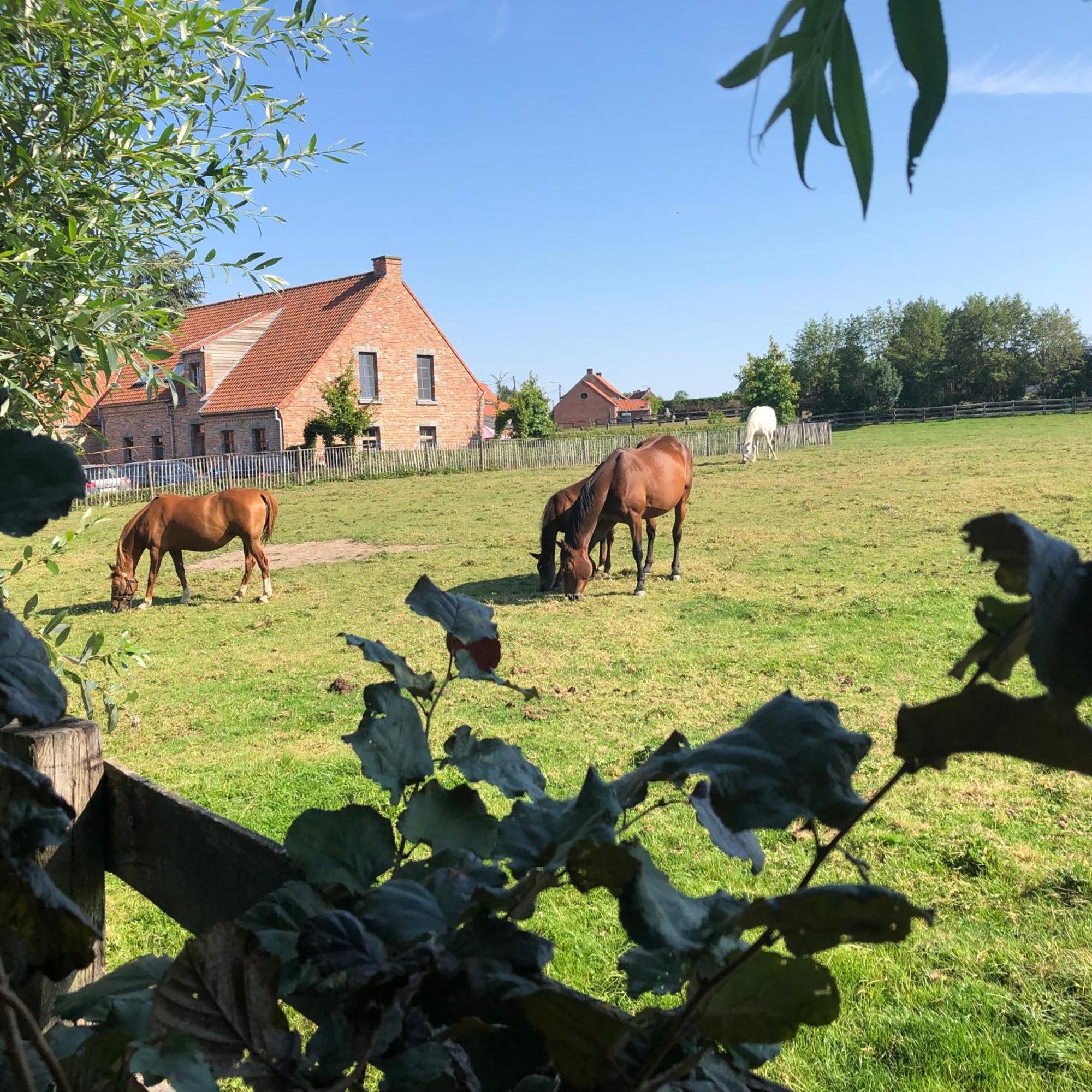Au Coeur Des Collines, Gloriette Villa Ellezelles Eksteriør billede